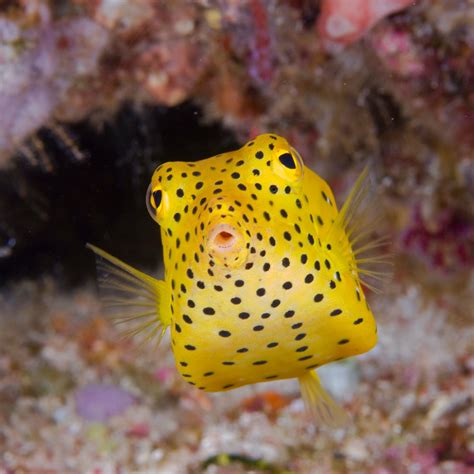 Boxfish: History, Facts, Size, Habitat, Classification & Much More ...