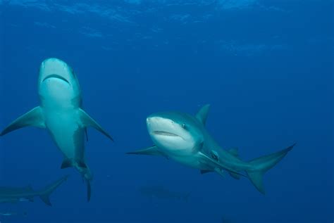 Study set to provide insight on region's bull sharks