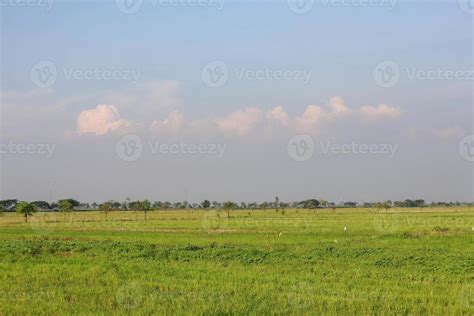 Spacious rice plantation with clear sky in the background 18902079 ...