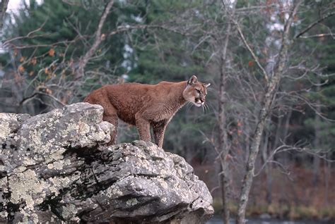 The Differences Between a Puma, a Cougar and a Mountain Lion | Sciencing