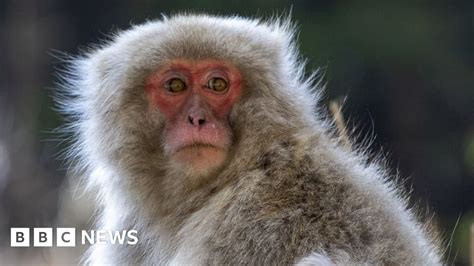 Japan monkeys: Member of gang terrorising locals caught and killed