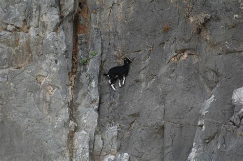 PHOTOS: Crazy Goats On Cliffs