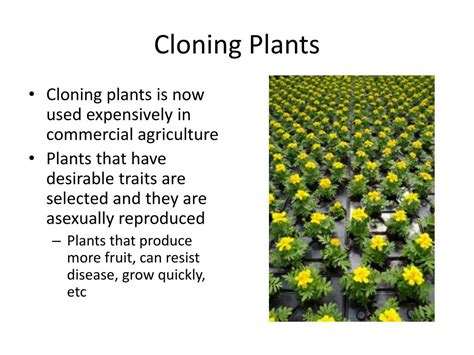 PPT - Cloning Plants and Animals PowerPoint Presentation, free download - ID:2791861