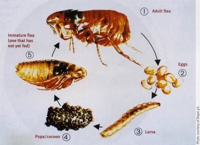 Flea Pupae On Dog