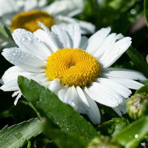 Shasta Daisy — Green Acres Nursery & Supply