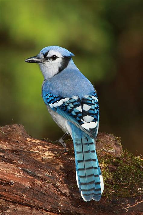 Pin by Julie Gonzalez on Couleurs et Nature | Blue jay, Bird photo, Bird feathers