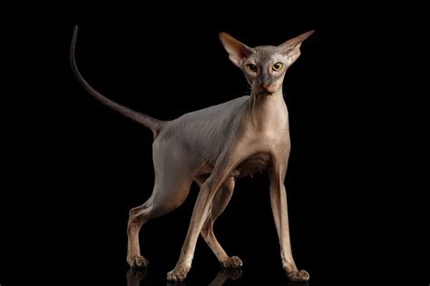 12 Ugly Cat Breeds (That We Still Love): Info, Pictures, Traits, & More ...