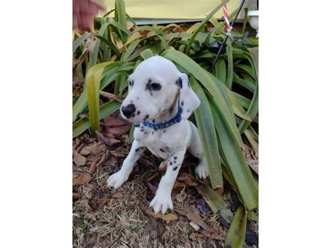 2 male Dalmatian puppies in Atlanta - Puppies for Sale Near Me