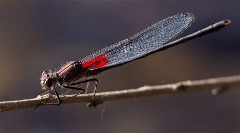 Dragonfly Free Stock Photo - Public Domain Pictures