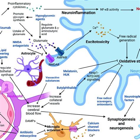 Diagram showing the mechanisms of action of various neuroprotective... | Download Scientific Diagram