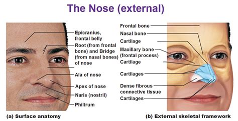 The Respiratory System - Antranik.org