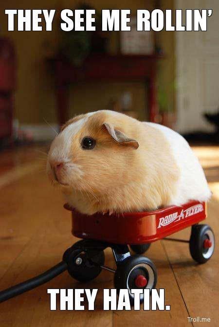 ridin' | Guinea pigs, Funny animal memes, Funny animals