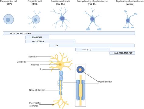 Frontiers | Impaired Oligodendrocyte Development Following Preterm Birth: Promoting GABAergic ...