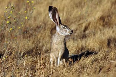 11 Big-Eared Animals and Their Incredible Adaptations - Wildlife Informer