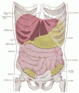 Liver Pain - Pictures, Location, Symptoms, Causes, Treatment and Prevention