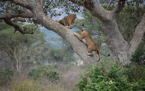 tree-climbing-lions-of-ishasha-uganda | Safari Web