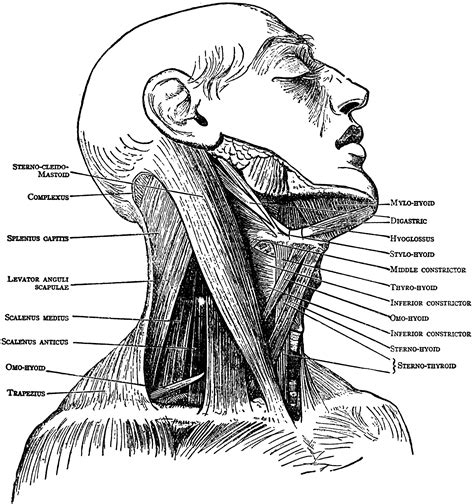 Neck Muscle Diagram Front Neck Muscles The Muscles Of The Neck | My XXX ...