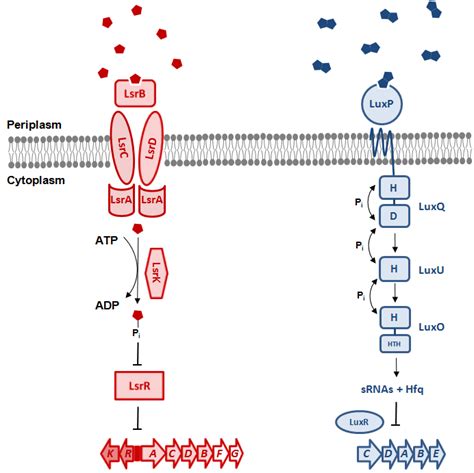 Transduction of the AI-2 signal and autoinducer gene regulation in... | Download Scientific Diagram