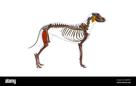 Gracilis muscle Dog muscle Anatomy For Medical Concept 3D Illustration Stock Photo - Alamy