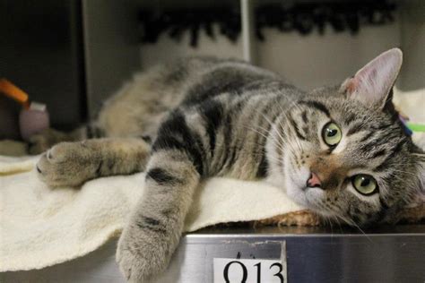 Fayetteville Animal Shelter hosts holiday open house, offers $10 adoptions and free cats ...