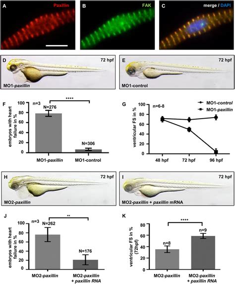 Targeted knock-down of Paxillin leads to heart failure in zebrafish.... | Download Scientific ...