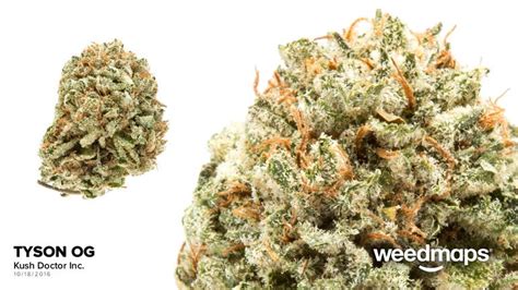 5 Fighter Influenced Strains!. Some Pack A Punch! | by The Martial Cannabist | Medium