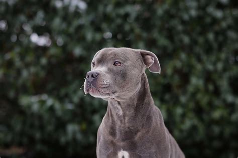 Blue Staffordshire Bull Terrier HD Wallpapers Pxfuel, 44% OFF