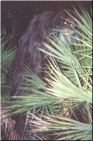 One of two photos of the "Myakka Skunk Ape", sent anonymously to the Sarasota, Florida sheriff's ...