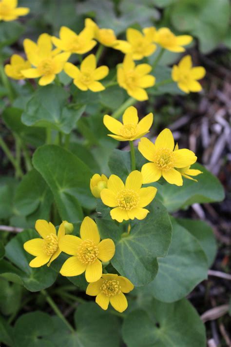 Foraging Marsh Marigold (Caltha palustris) — Practical Self Reliance