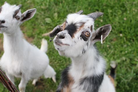 Can Pygmy Goats Live With Dogs