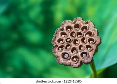 10,854 Water Lily Seeds Images, Stock Photos, 3D objects, & Vectors | Shutterstock