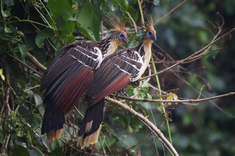 Animals of the Peruvian Amazon