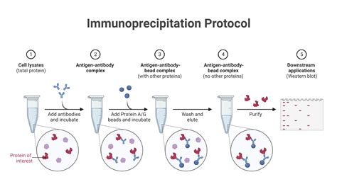 Immunoprecipitation Protocol | BioRender Science Templates