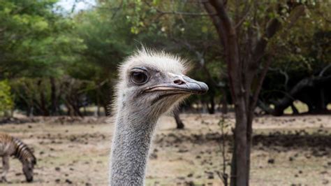 Ostrich Feeding – Casela Nature Parks