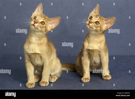 Fawn Abyssinian Domestic Cat, Kittens Stock Photo - Alamy