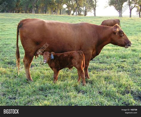 Red Angus Cow Calf Image & Photo (Free Trial) | Bigstock