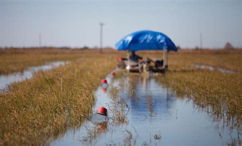 In Louisiana, Farmers Use Rice Fields as Crayfish Ponds - The New York ...