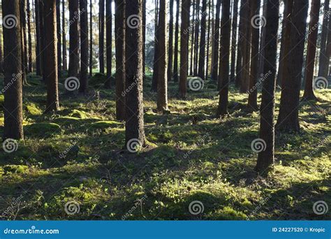 The primeval forest stock photo. Image of mystery, moss - 24227520