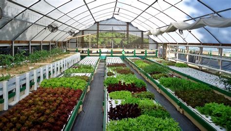 Aquaponic farming in Romania | hubpages