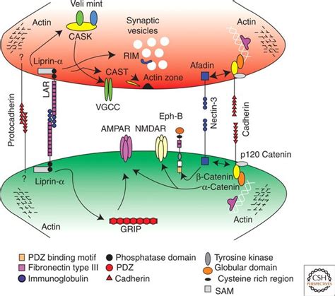 bio mechanics - How is a synapse held in place? - Biology Stack Exchange