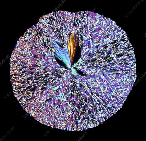 Hippuric acid crystals, light micrograph - Stock Image - C009/5972 ...