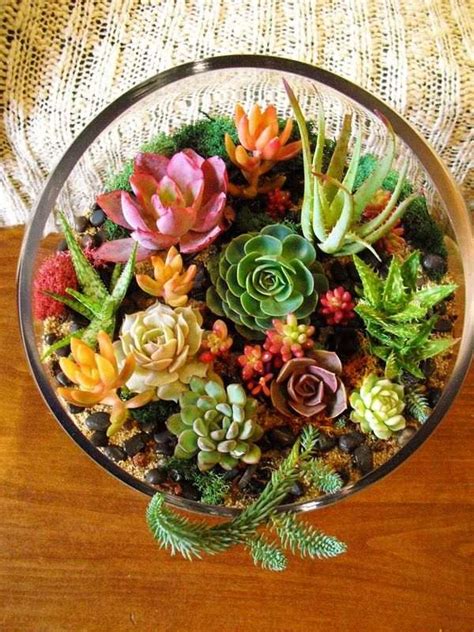 DIY succulent terrarium design ideas – tips for beginner gardeners