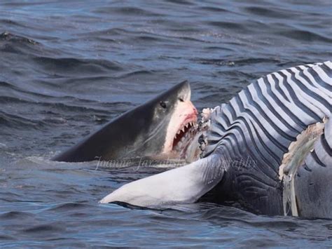 Photos Show Shark Eating Whale In Cape Cod Bay | Barnstable, MA Patch