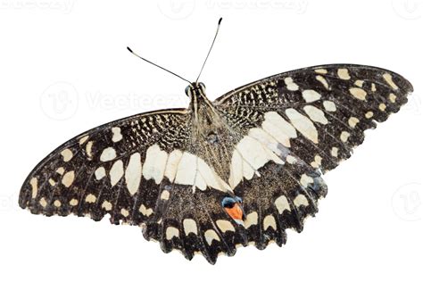 Beautiful monarch butterfly isolated 13391823 PNG