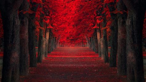 Path Between Autumn Red Leafed Trees 4K HD Nature Wallpapers | HD Wallpapers | ID #40307