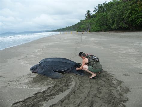 How Big Do Sea Turtles Get - Turtlean