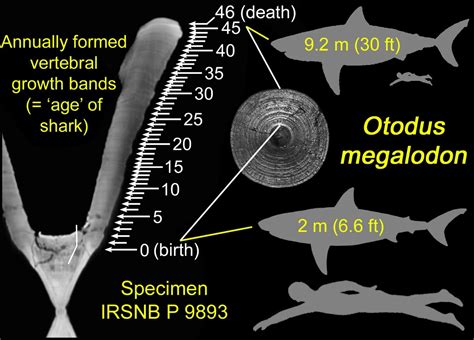 Megalodon Babies Grew by Eating Unhatched Eggs in Womb, Study Finds | Courthouse News Service