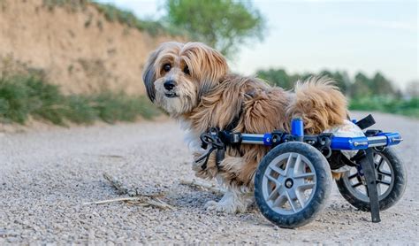 How To Make A Dog Wheelchair: A DIY Guide – Top Dog Tips