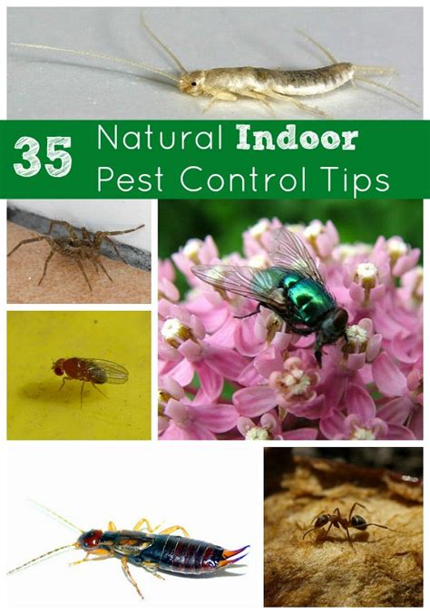 35 Natural Indoor Pest Control Tips--flies, silverfish, fruit flies ...