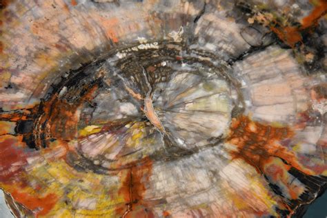 Petrified Wood | Petrified wood From the permanent exhibit "… | Flickr